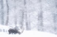 GRAN PARADISO - Torna il concorso internazionale «Fotografare il Parco»