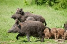 CERESOLE - Cinghiali e funghi radioattivi, eredità di Chernobyl