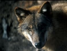 PARCO GRAN PARADISO - I lupi prendono casa nel Parco: avvistato un secondo branco