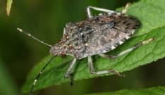 CIMICE ASIATICA - Un parassita «buono» per combattere la cimice aggressiva