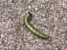 FAVRIA - Bruchi devastano il parco: è allarme - FOTO