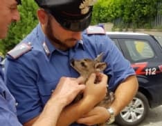 TAVAGNASCO - I carabinieri salvano un cucciolo di capriolo - FOTO