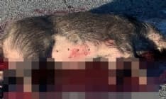 SALASSA - Incidente sulla Pedemontana, cinghiale contro auto: animale morto sul colpo - FOTO
