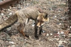 CHIVASSO - Volpe rischia di morire: salvata tra i binari della stazione ferroviaria - FOTO
