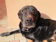 CUORGNE' - Addio a Dana, il cane che visse otto mesi con gli stambecchi