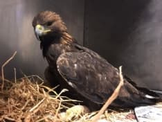 TRAVERSELLA - Sta meglio la giovane aquila recuperata l'altro giorno sulla strada per Fondo - VIDEO