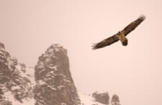 PARCO GRAN PARADISO - E' nato Sputnik, il piccolo gipeto che prenderà il volo a luglio