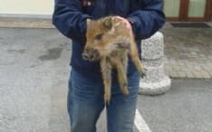 PRASCORSANO - Cucciolo di cinghiale salvato... dalla grigliata