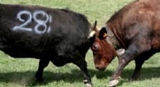 FAVRIA - Giovane allevatore ferito alla fiera: soccorsi tempestivi