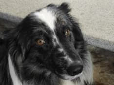 COLLERETTO CASTELNUOVO - Dopo dieci giorni di fuga ritrovato a Santa Elisabetta il cane Balù