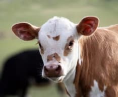 SAN GIORGIO - Il vitello fa troppo rumore: i ladri lo decapitano