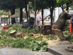 RIVAROLO - Piante malate e pericolose: in corso gli abbattimenti - FOTO