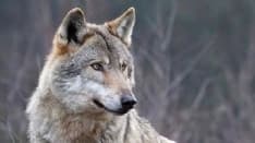 CANAVESE - Un bando regionale per i risarcimenti danni agli allevatori