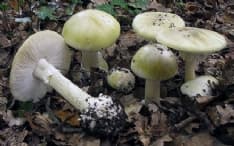 CUORGNE'-IVREA - MANGIA FUNGHI VELENOSI: UOMO GRAVISSIMO