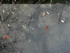 RIVAROLO CANAVESE - Pesci morti nella roggia di via Valle: allarme dei cittadini - FOTO