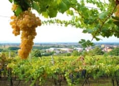 CALUSO - «L'Erbaluce deve rimanere in Canavese». No dei produttori all'estensione in Valle d'Aosta e nel novarese