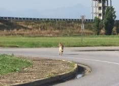 ALLERTA LUPI - La Regione: «La gestione del lupo in Piemonte sta sfuggendo di mano»