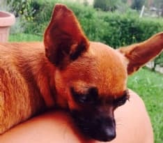 CUORGNE' - Ha trovato casa in Canavese uno dei cuccioli salvati da Striscia la Notizia