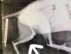 FELETTO - Colpi di carabina contro i gatti: allarme in paese. L'ultimo caso pochi giorni fa