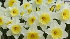 CORONAVIRUS - Sindaci e amministratori annaffiano i fiori nei cimiteri: piccoli (grandi) gesti per dire che ce la faremo