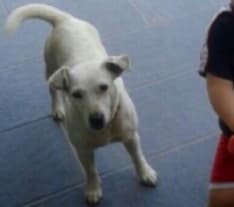 RIVAROLO - Appello per trovare la piccola Maia smarrita in zona Vesignano