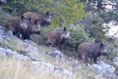 CASTELLAMONTE - Danni da cinghiali: il Comune convoca l'ambito territoriale di caccia per trovare soluzioni