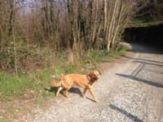 IVREA - Appello per trovare una famiglia a Lylli