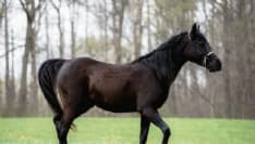 SAN CARLO CANAVESE - Il Comune salva il cavallo Remì, abbandonato in campagna. Appello per l'adozione