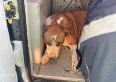 TANGENZIALE TORINO - Due cani salvati dalla polizia stradale: uno è stato investito da un furgone