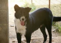 OZEGNA - Adotti il cane? Non paghi la bolletta dei rifiuti: Tom è il primo cucciolo preso dal canile