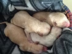 ORIO CANAVESE - Cuccioli abbandonati con il cordone ombelicale ancora attaccato