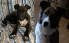 FORNO CANAVESE - Due cuccioli di cane avvelenati: è allarme in frazione Giorgio