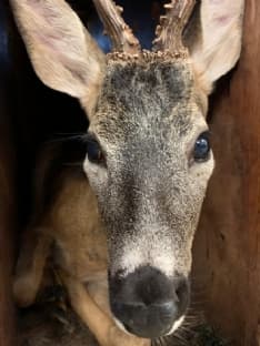 RIVAROLO - Il capriolo salvato nel canale già rilasciato nel suo habitat naturale - FOTO