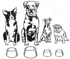 CANAVESE - Operazione riempiamo le ciotole per il Canile di Caluso