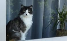 RIVAROLO CANAVESE - Qualcuno ha preso il gatto Jiji? I proprietari lo cercano disperatamente