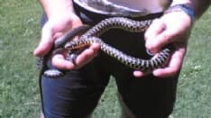 IVREA - Mette un serpente sul camper «a guardia» della droga