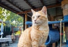 IVREA - La storia di Kruger, la «mascotte» del gattile costretto ad andare via... - FOTO