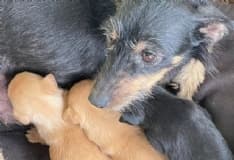 SAN MAURIZIO CANAVESE - Sedici cani salvati dalla polizia locale: ora cercano una famiglia - FOTO