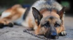 TUTELA ANIMALI - In arrivo un provvedimento della Regione per la gestione della custodia dei cani con la catena