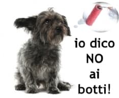 CANAVESE - Botti a Natale e Capodanno: come proteggere gli animali?