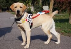CALUSO - Il Lions dona un cane guida ad un ragazzo ipovedente