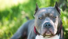 RIVARA - Due pit-bull scappano da un cortile e fanno strage: sette animali uccisi. Il proprietario denunciato