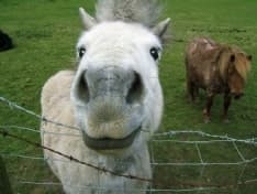 RIVAROLO - «Gli animali non provocano danni». Comune condannato dal Tar