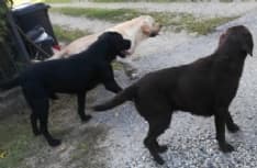 FAVRIA - Cani smarriti in zona Sant'Antonio