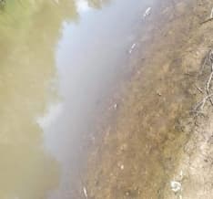 DISASTRO AMBIENTALE - Pesci morti e acqua color marrone: allarme sul torrente Malone