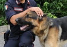 FAVRIA - Terza festa del cane per i rifugi di Caluso e Rivarolo Canavese