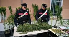 RUEGLIO - Piantagione in casa: il forte odore di marijuana incastra il coltivatore - FOTO