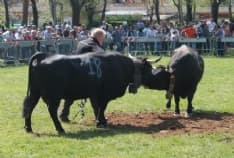 Siamo tutti allevatori