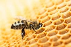 CANDIA CANAVESE - Milioni di api uccise in un raid vandalico: parte una raccolta fondi online per aiutare il giovane apicoltore danneggiato - VIDEO