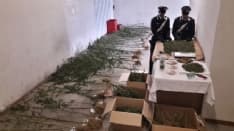 MEUGLIANO - Piantagione di cannabis nel bosco: operaio di 43 anni arrestato dai carabinieri - FOTO